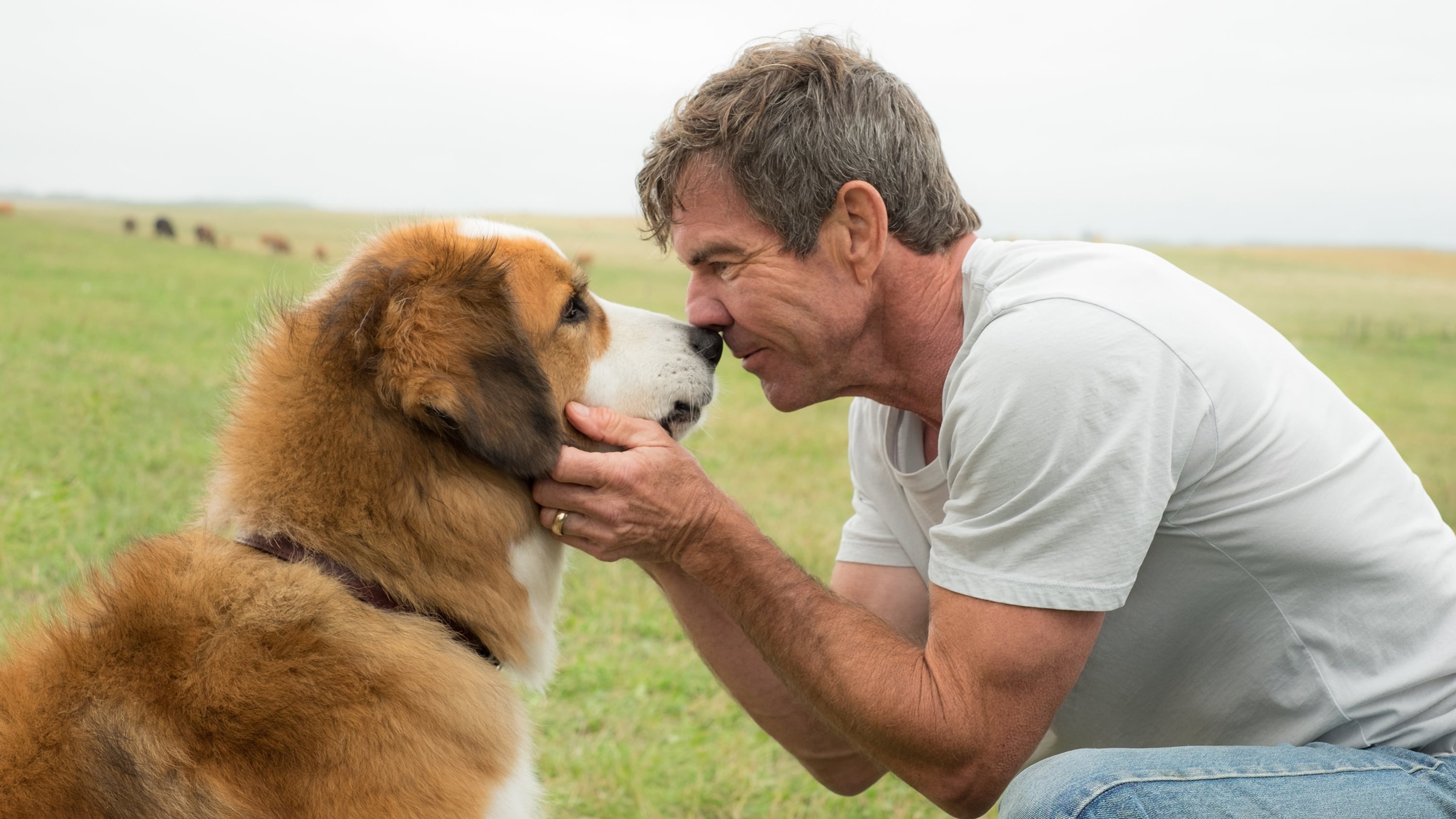 A Dog's Purpose (2017) หมา เป้าหมาย และเด็กชายของผม