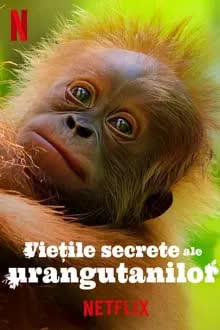 Secret Lives of Orangutans (2024) ชีวิตลับอุรังอุตัง